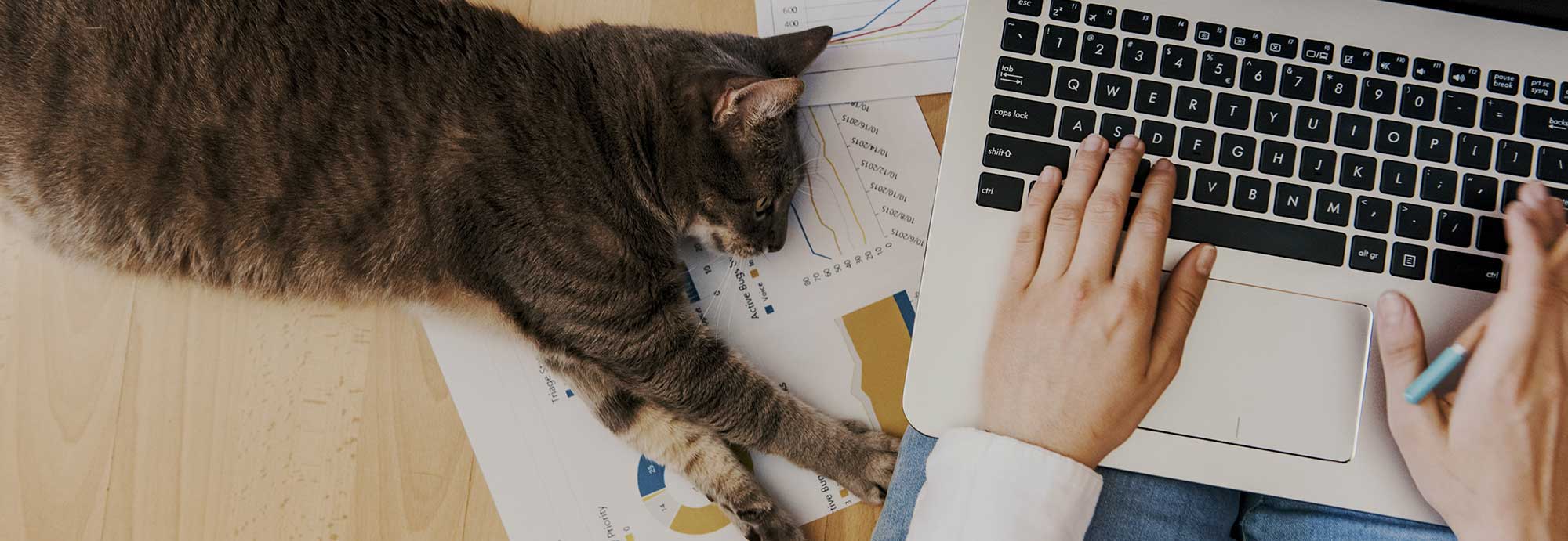 cat and laptop